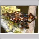 Myopa cf tesselatipennis - Fruehe Buckelblasenkopffliege 03 6mm.jpg